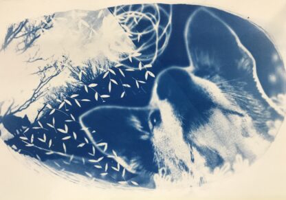 Cyanotype