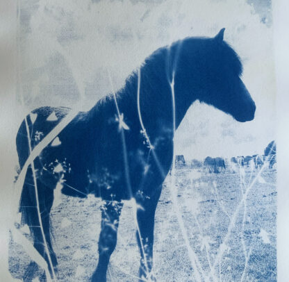Cyanotype blauwdrukken in 1 dag - Afbeelding 9